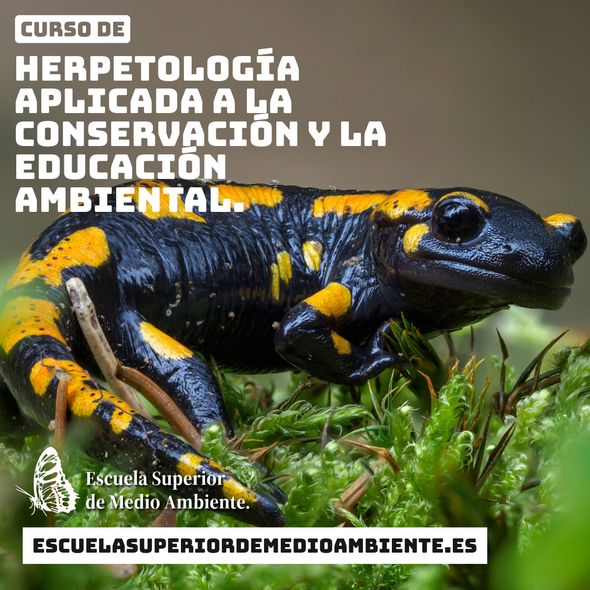 Curso de herpetología aplicada a la conservación y la educación ambiental.