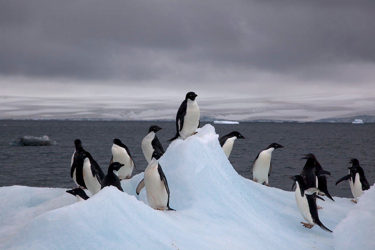 Los pingüinos y el cambio climático