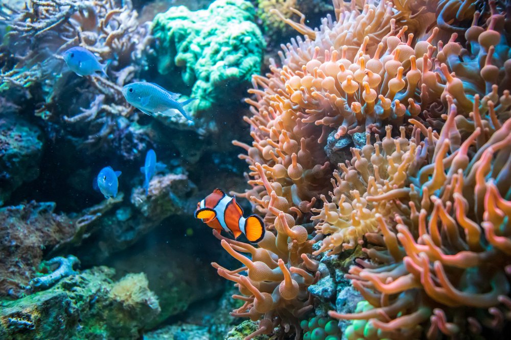 Especialízate con un curso online de biología marina
