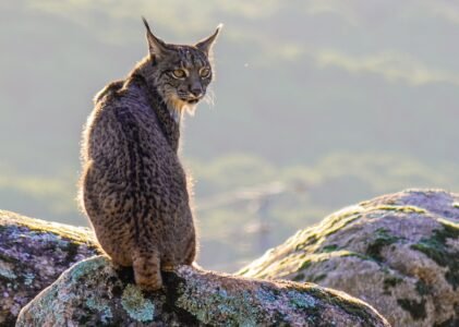Observar linces ibéricos en la naturaleza, una historia de perseverancia